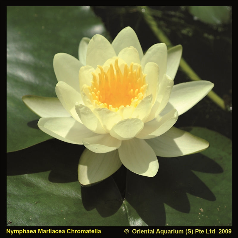 Nymphaea Marliacea Chromatella 30cm 18cm Pot