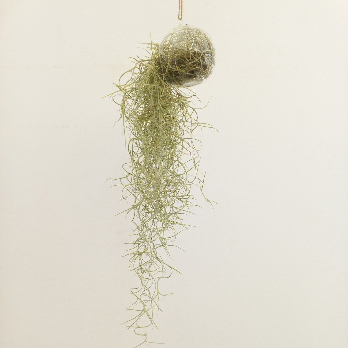 Tillandsia usneoides 999cm Pot