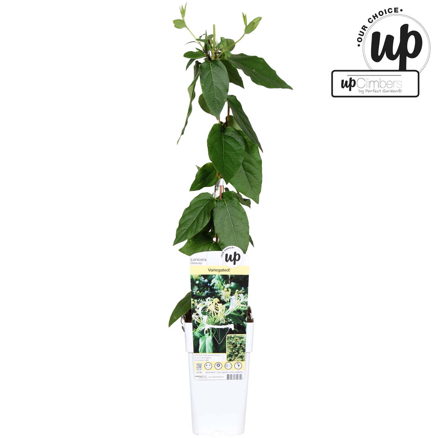 Lonicera henryi 65cm 15cm Pot