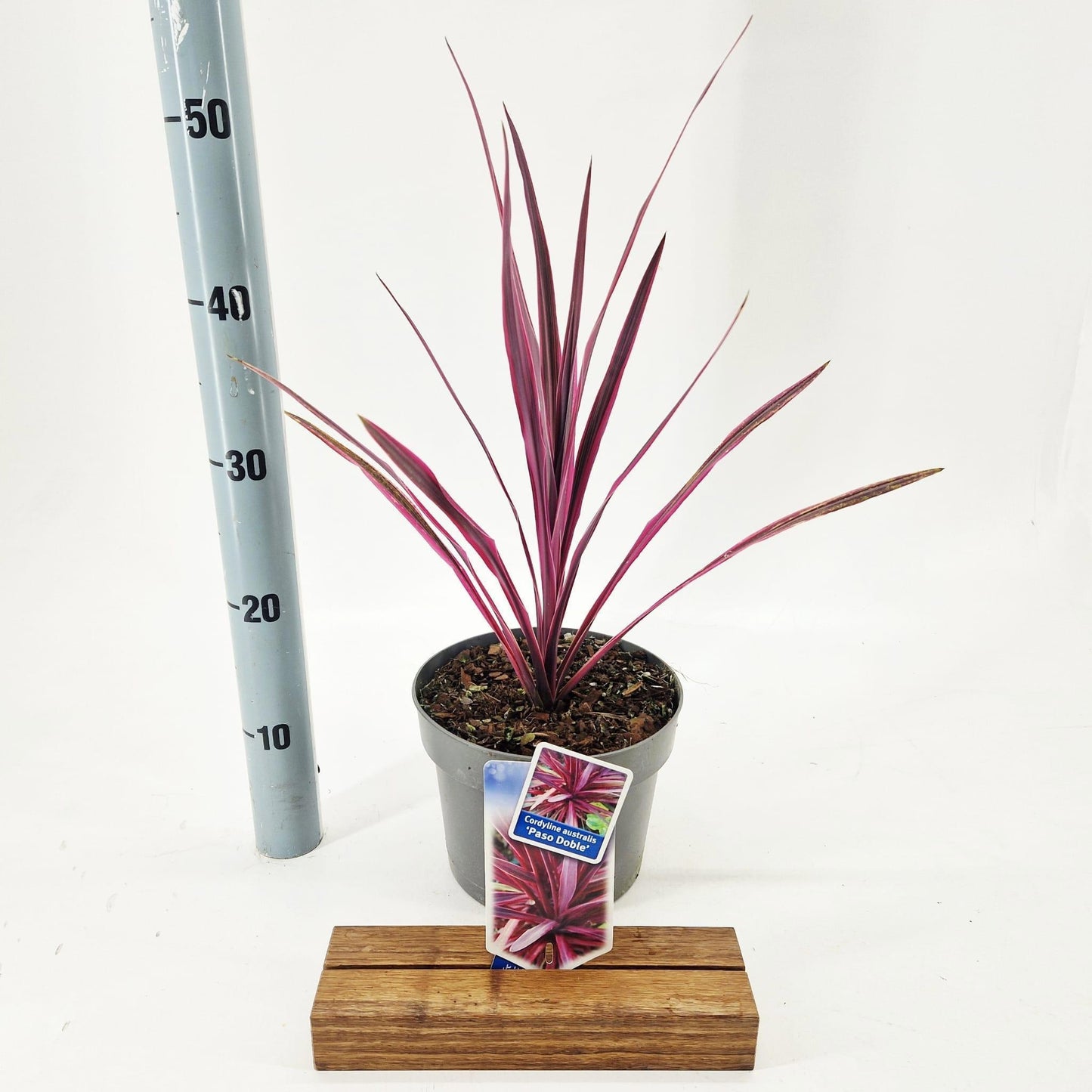 Cordyline 45cm 19cm Pot