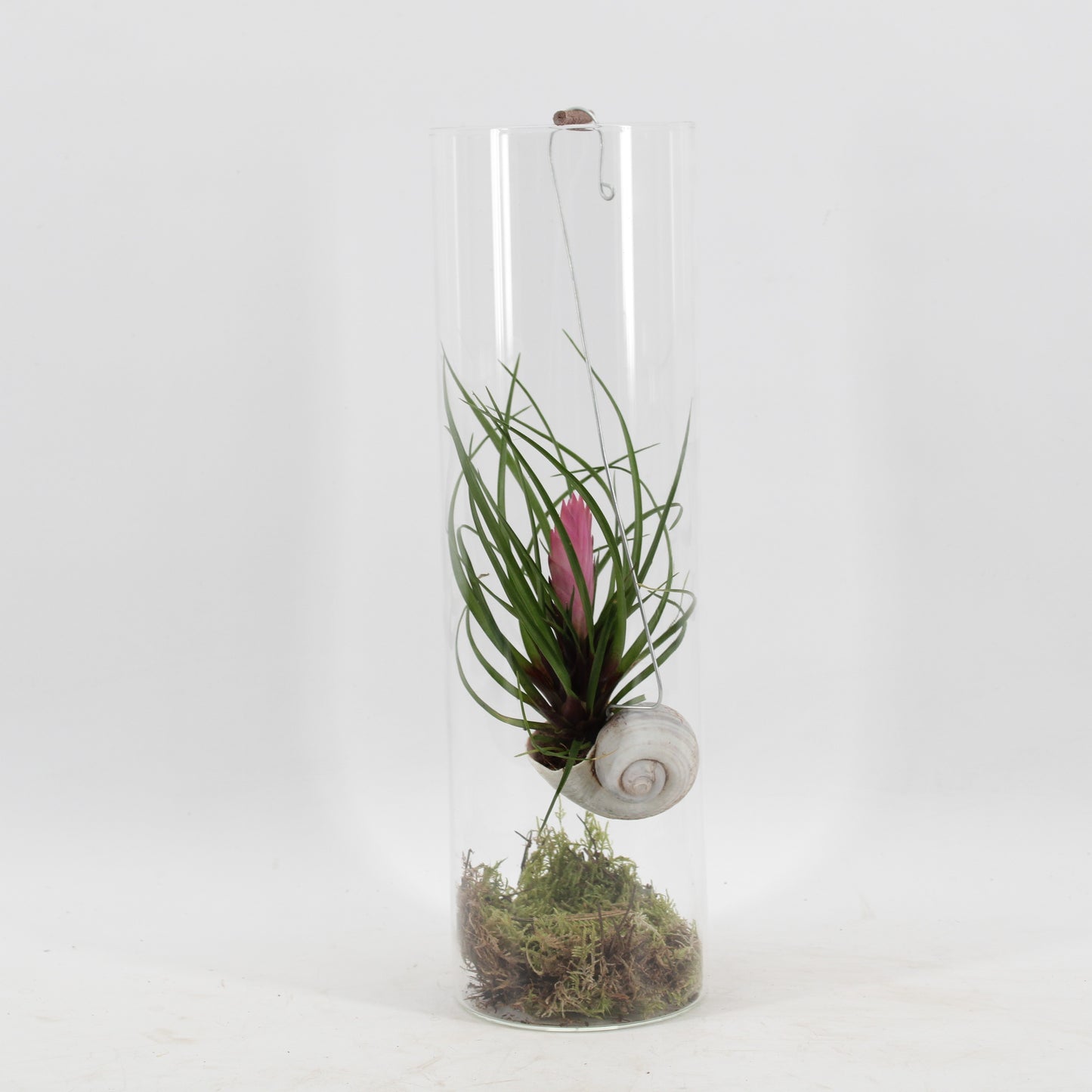 Zeur Niet, kwekerij arr. Tillandsia Cyanea snaily Pack of 6