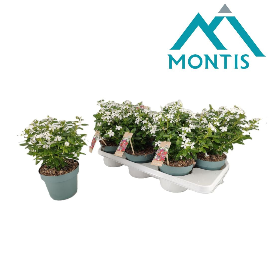Catharanthus Soirée White 26cm 14cm Pot