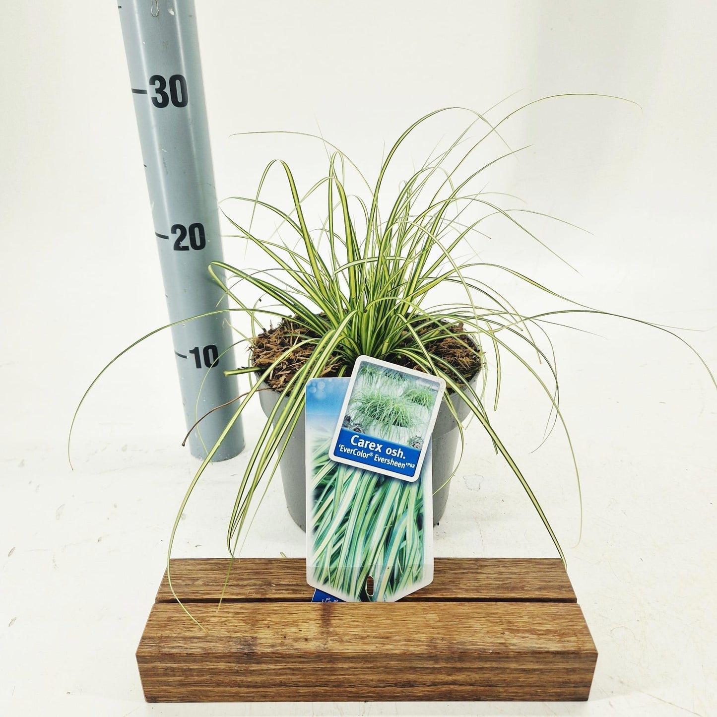Carex osh. Evercolor Eversheen 35cm 17cm Pot