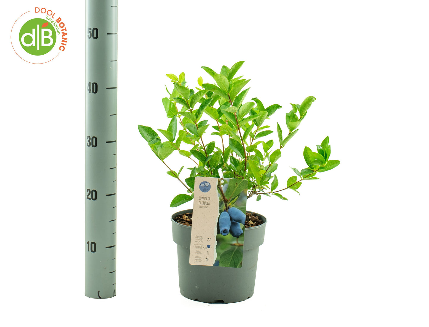 Dool Botanic Shrubs mix Pack of 1