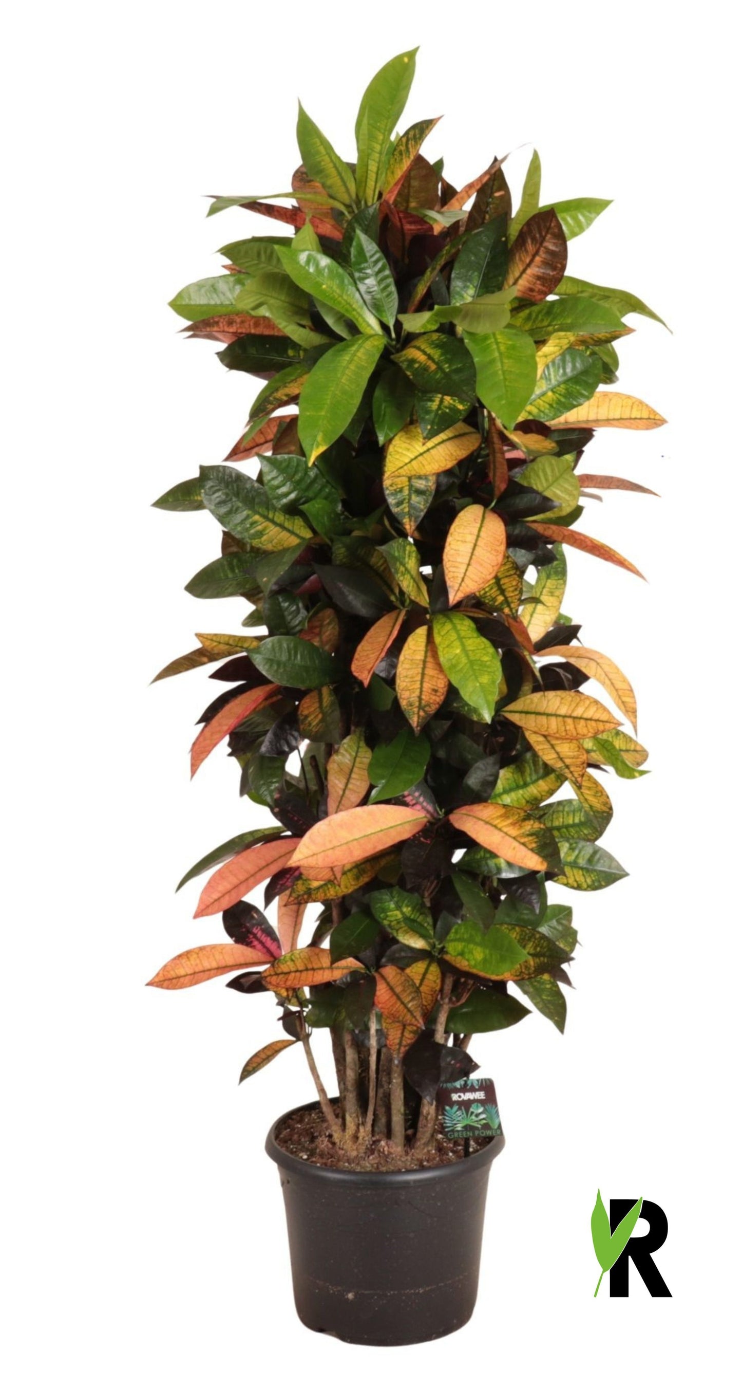 Codiaeum Mrs Iceton 140cm 30cm Pot