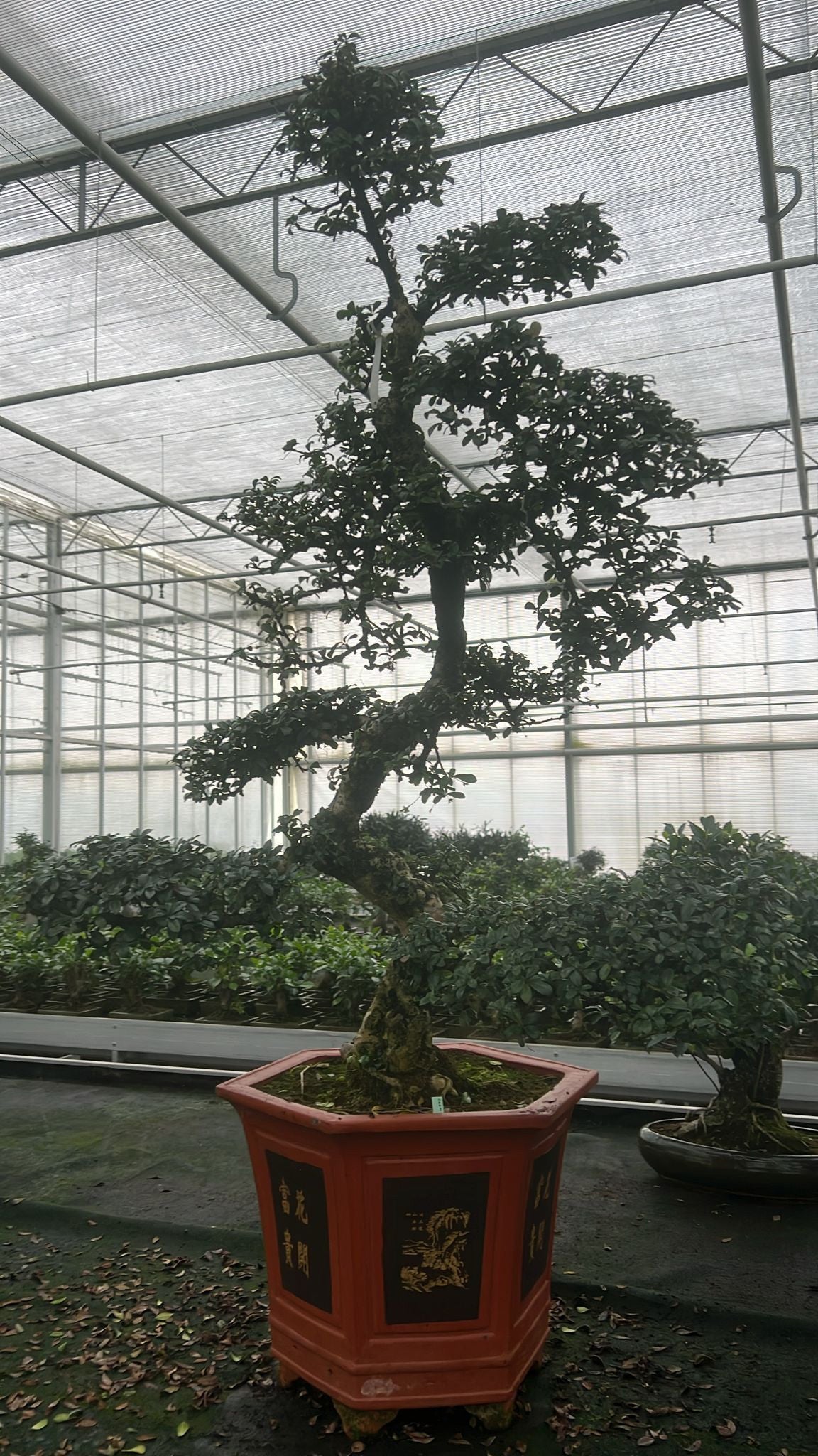 Carmona Bonsai 150cm 43cm Pot