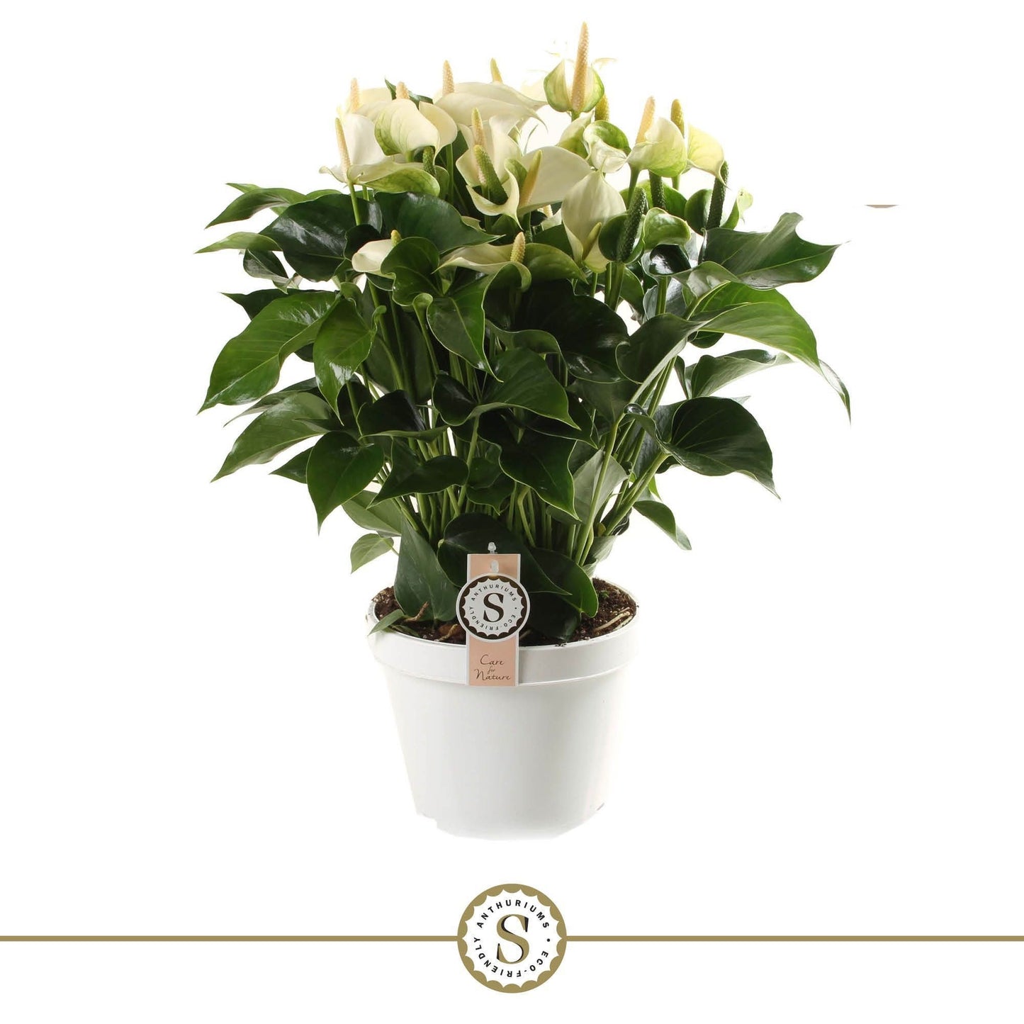 Anthurium White Champion 65cm 21cm Pot