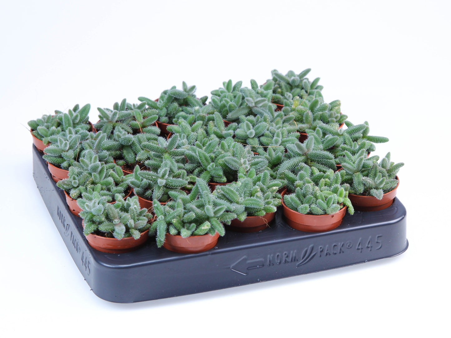 Delosperma echinatum 8cm 505cm Pot