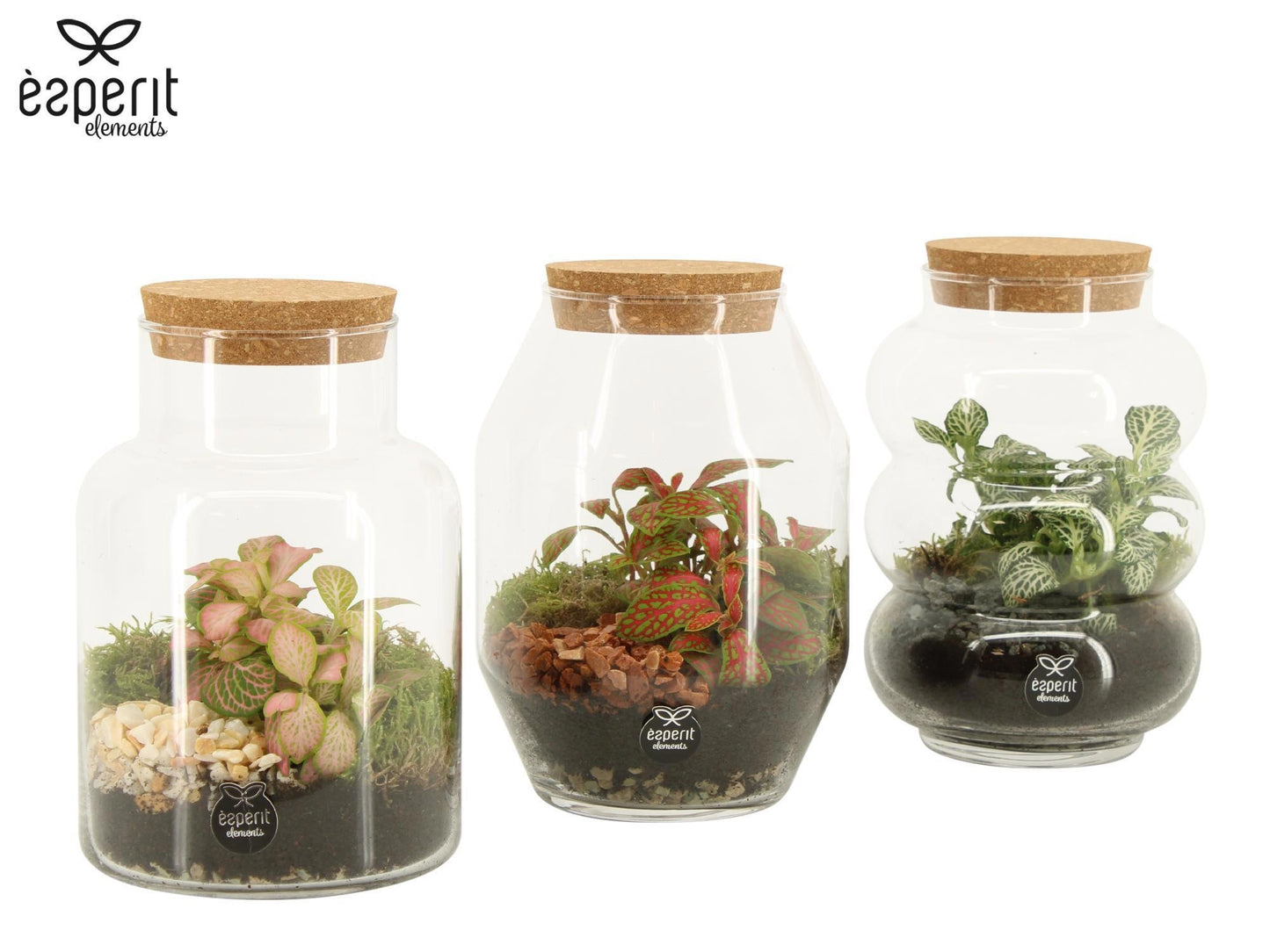 Esperit Elements Vof arr. Terrarium Pack of 6