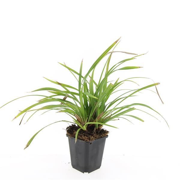 Carex morrowii 5cm 9cm Pot