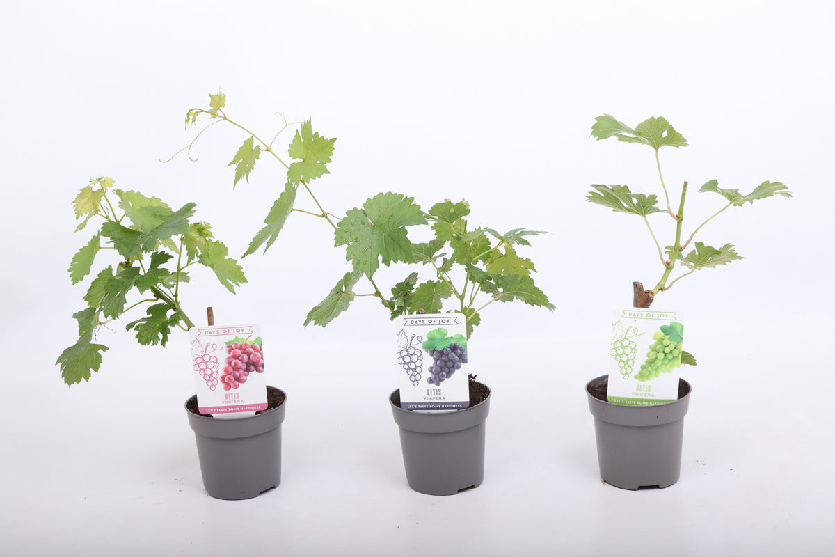 Vitis vinifera (White Grape) 25cm 510cm Pot