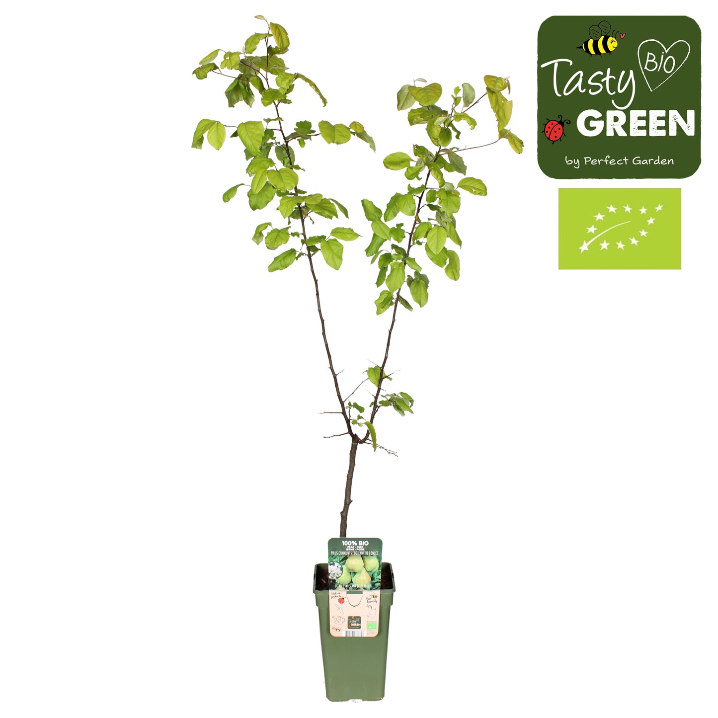 Pyrus com. Doy. du Comice Halfstam 60cm 19cm Pot