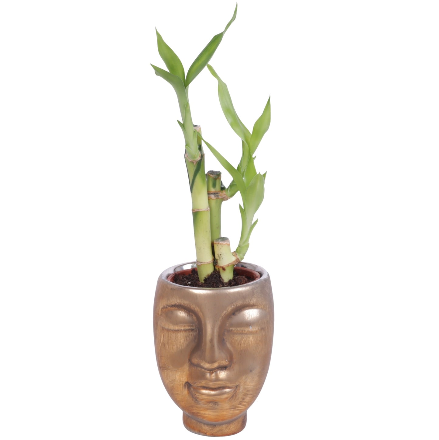 Drac. Lucky Bamboo 25cm 9cm Pot