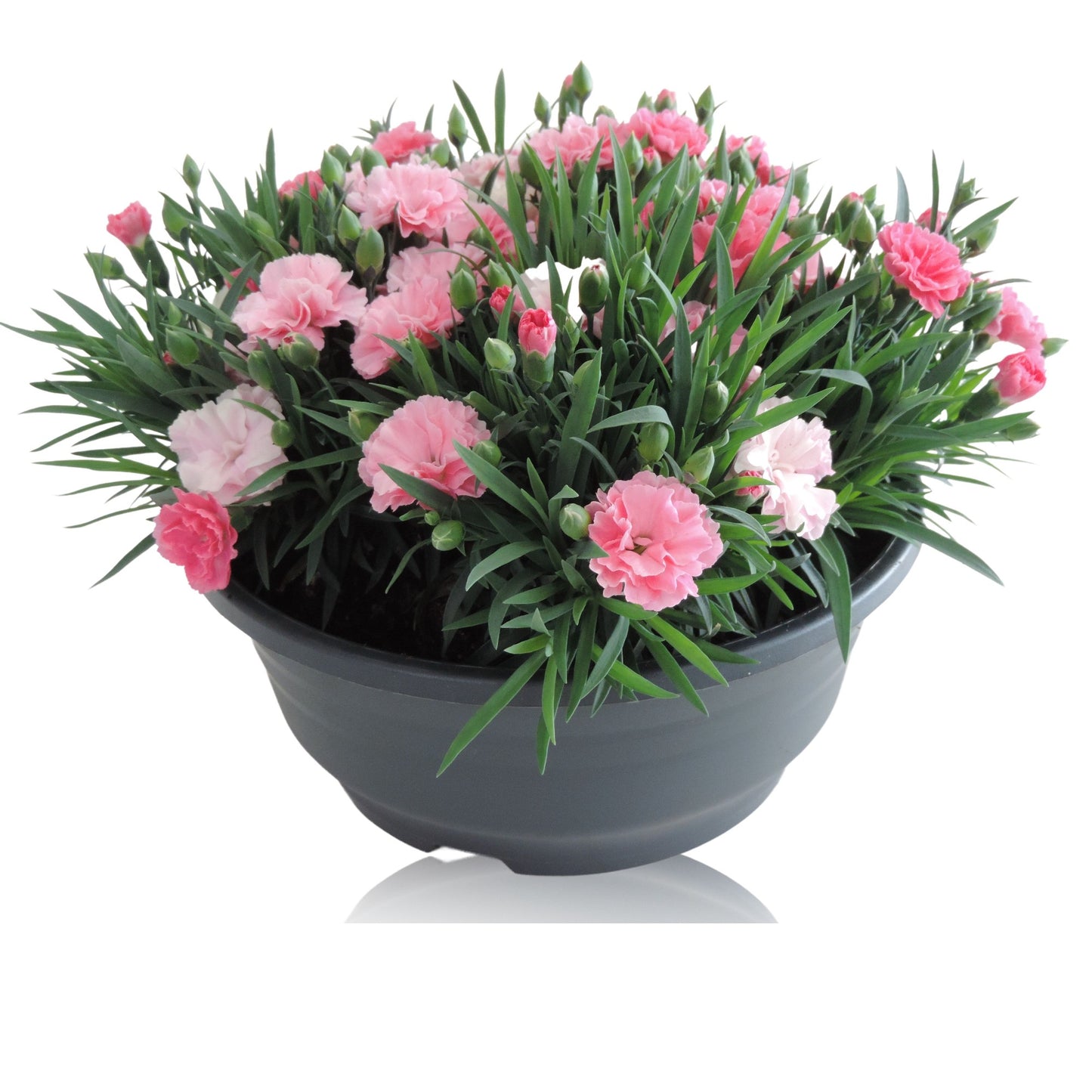 Dianthus I Love U 25cm 23cm Pot