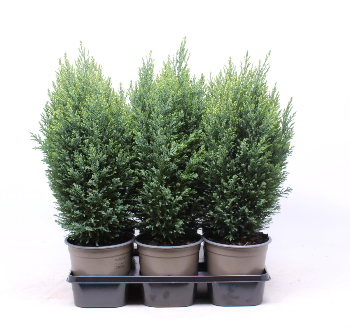 Chamaecyparis Snow White 30cm 15cm Pot