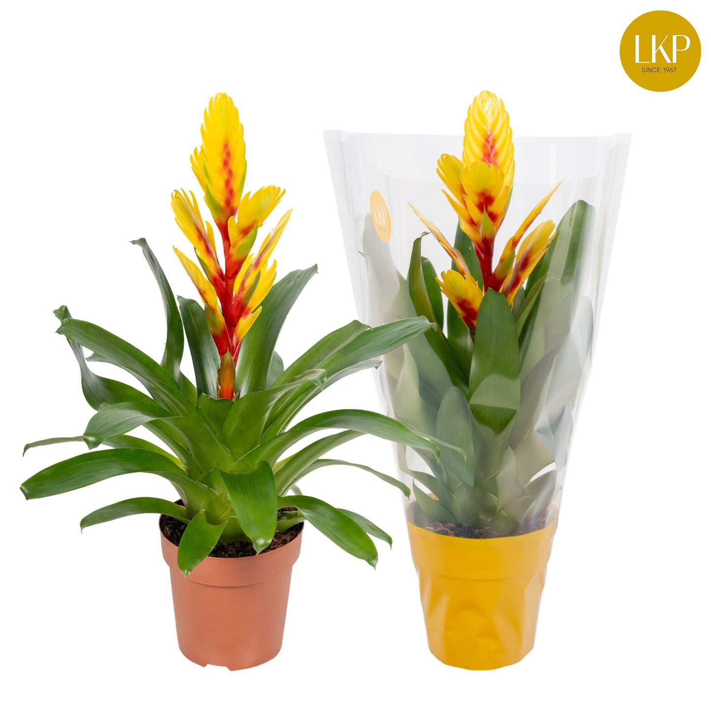 Vriesea Intenso Yellow Flame 45cm 12cm Pot