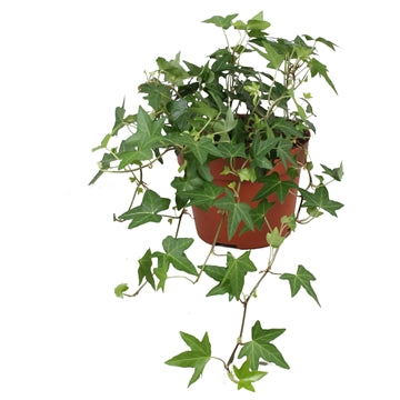 Hedera helix Diny 13cm Pot