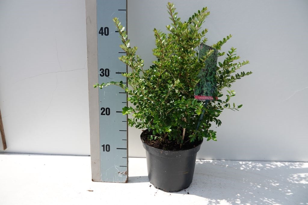 Lonicera Elegant 25cm 17cm Pot