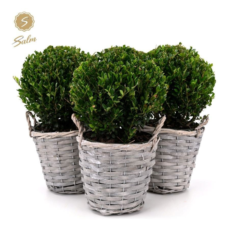 Salm, gebr. van der Ilex cren. Jenny (+ drp.Basket) Pack of 1