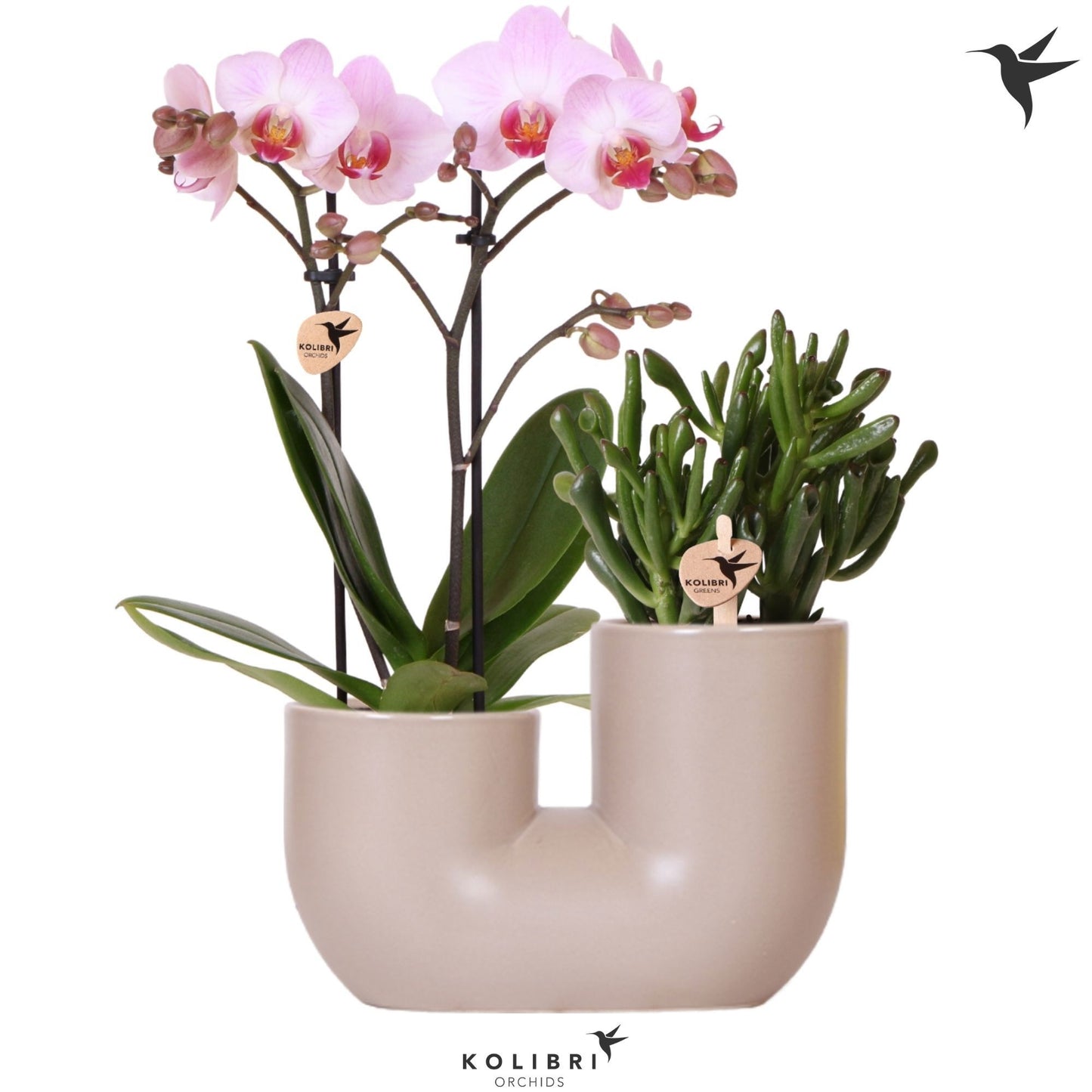 OK Plant Kolibri Orchids Phalaenopsis pink 2 spike and Succulent in Tube sand Pack of 3