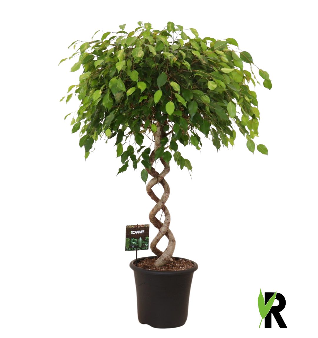 Ficus benj. Exotica 140cm 32cm Pot
