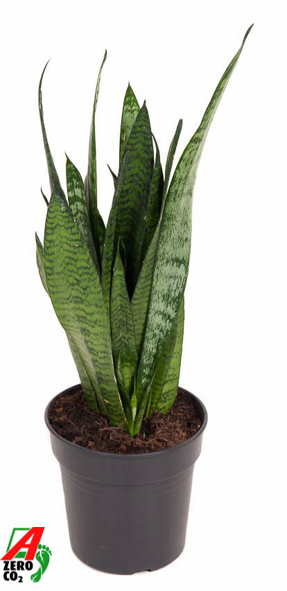 Sansevieria Zeylanica 60cm 17cm Pot