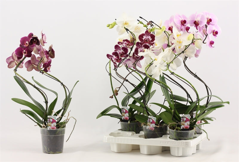 Phalaenopsis mix 55cm 12cm Pot