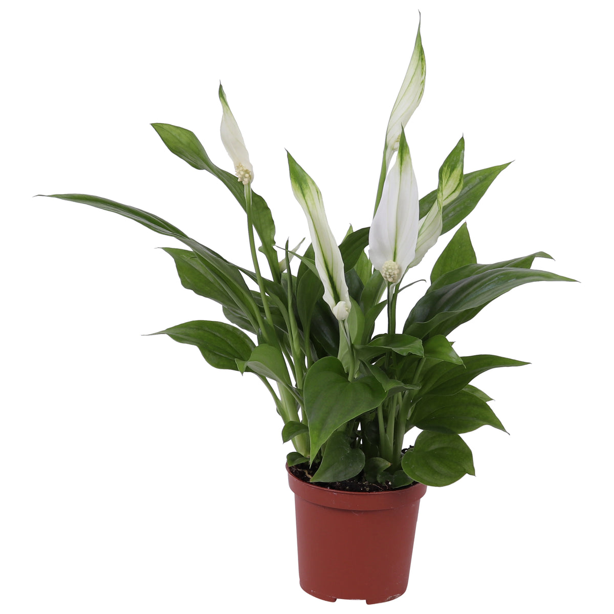 Spathiphyllum Pearl Cupido 24cm 7cm Pot
