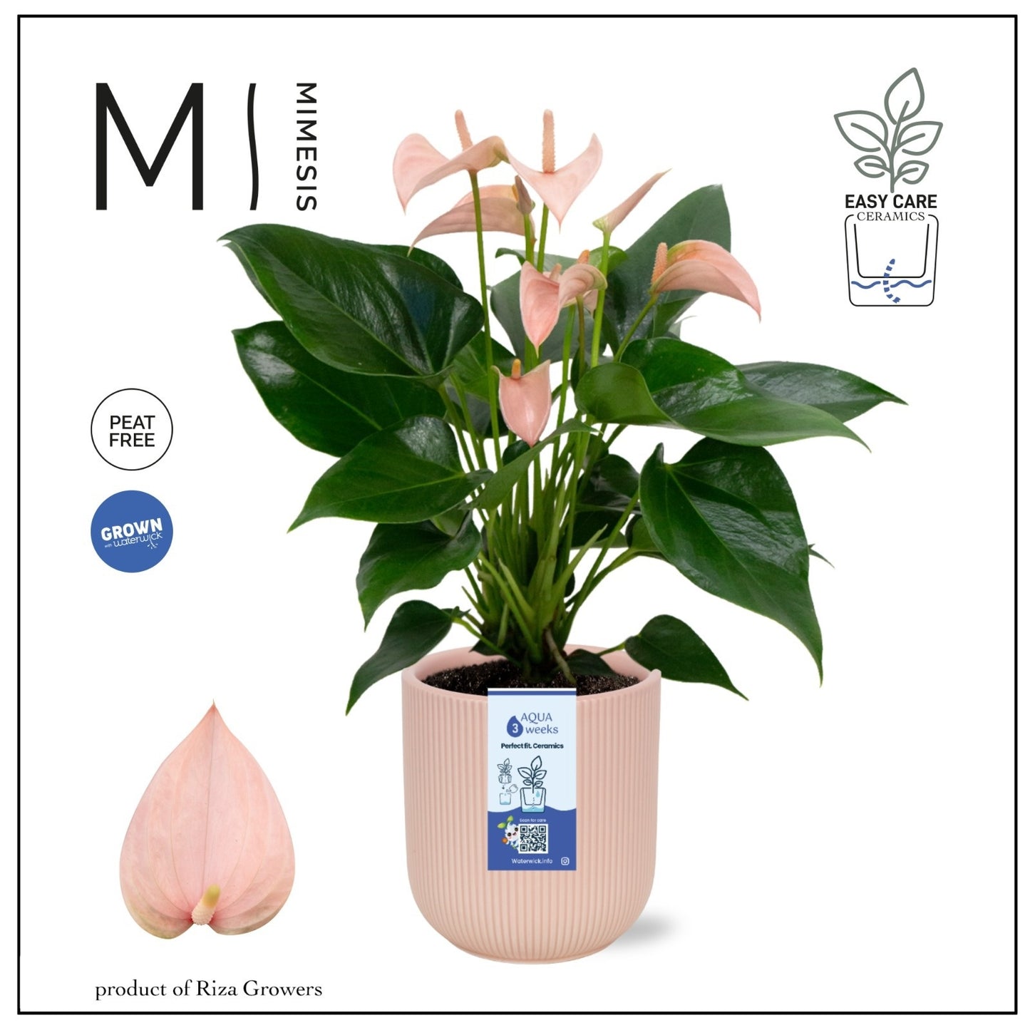 Riza Karma Plants Anthurium Joli Peach Pack of 3