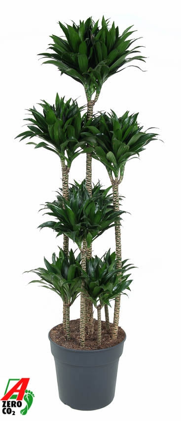 Dracaena fragrans Cintho 170cm 34cm Pot