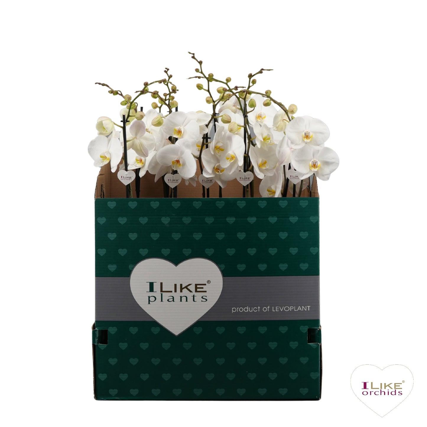 Levoplant BV Phalaenopsis white Pack of 12