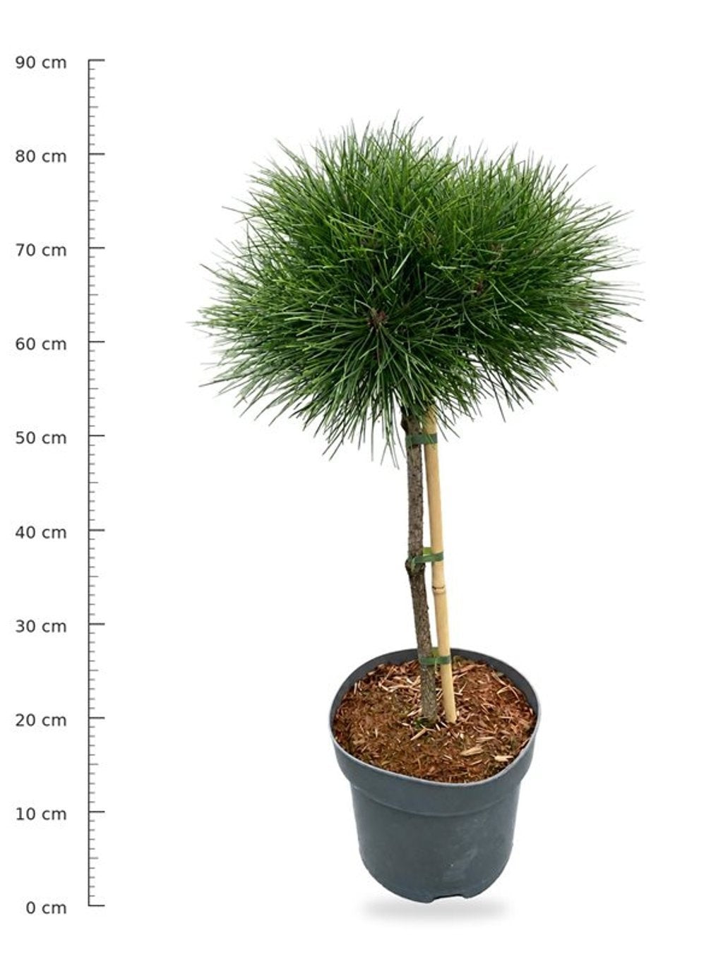 Pinus nigra Pierrick Bregeon 80cm 26cm Pot