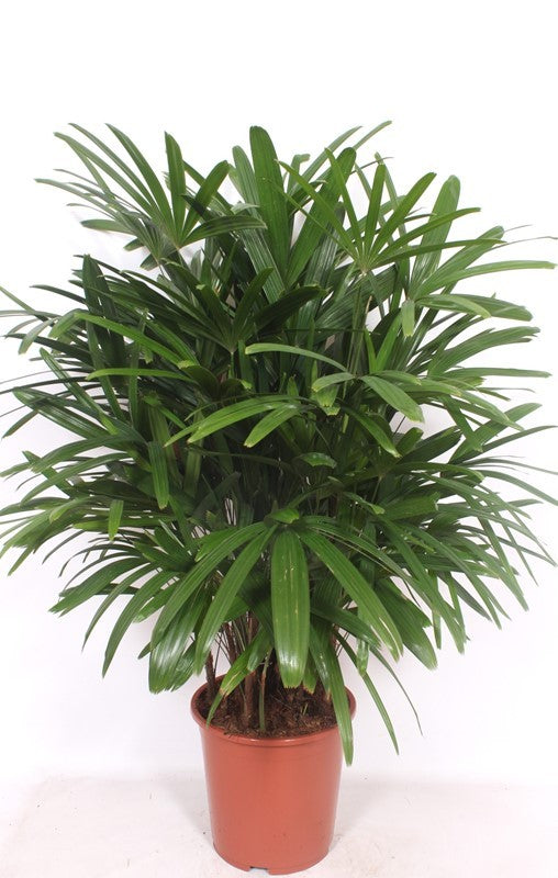 Rhapis excelsa 110cm 27cm Pot