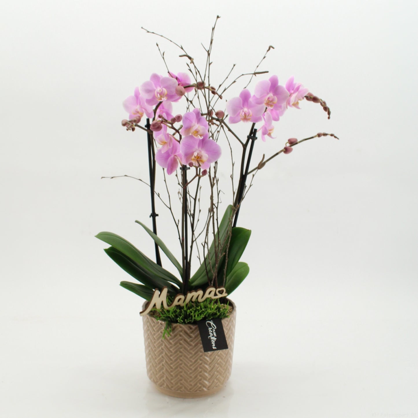 Phalaenopsis arrangement 60cm 16cm Pot