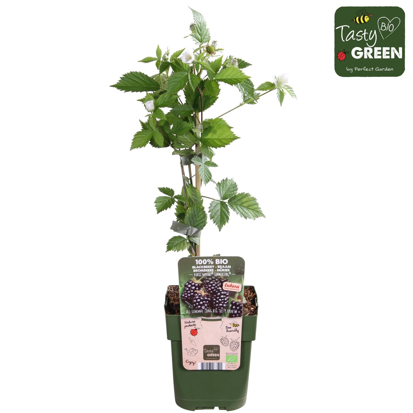 Hoogeveen Plants BV Rubus fruticosus Pack of 10