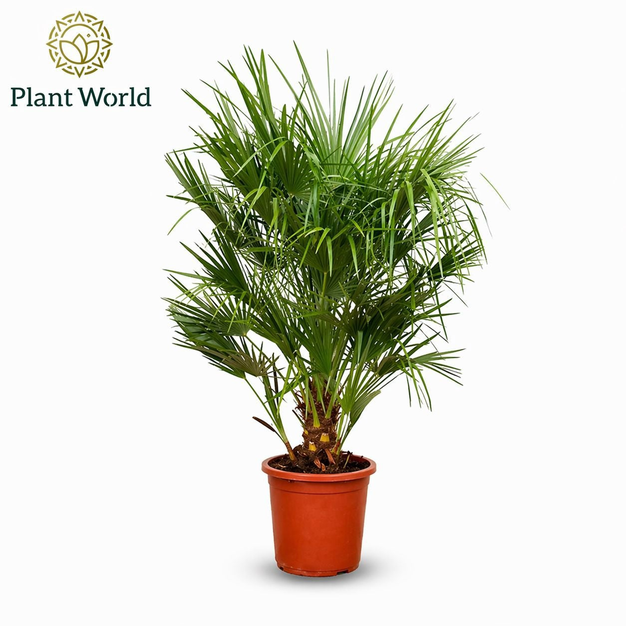 Plantworld ArendTropical Chamaerops humilis Pack of 3