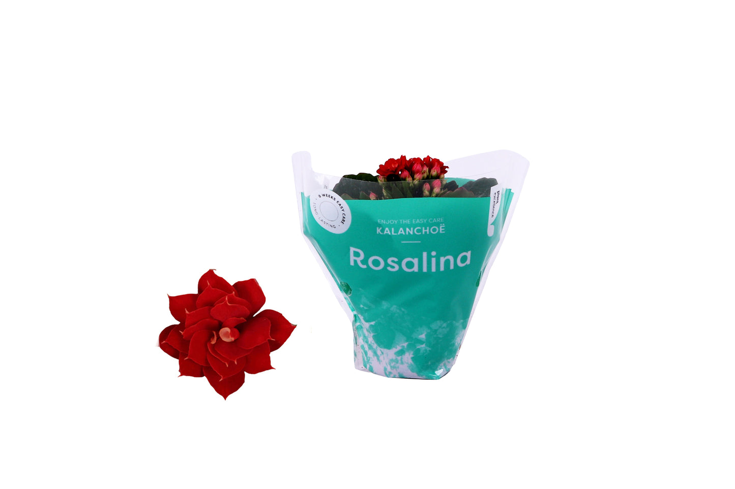 Kalanchoe Rosalina Don Justino 12cm 6cm Pot