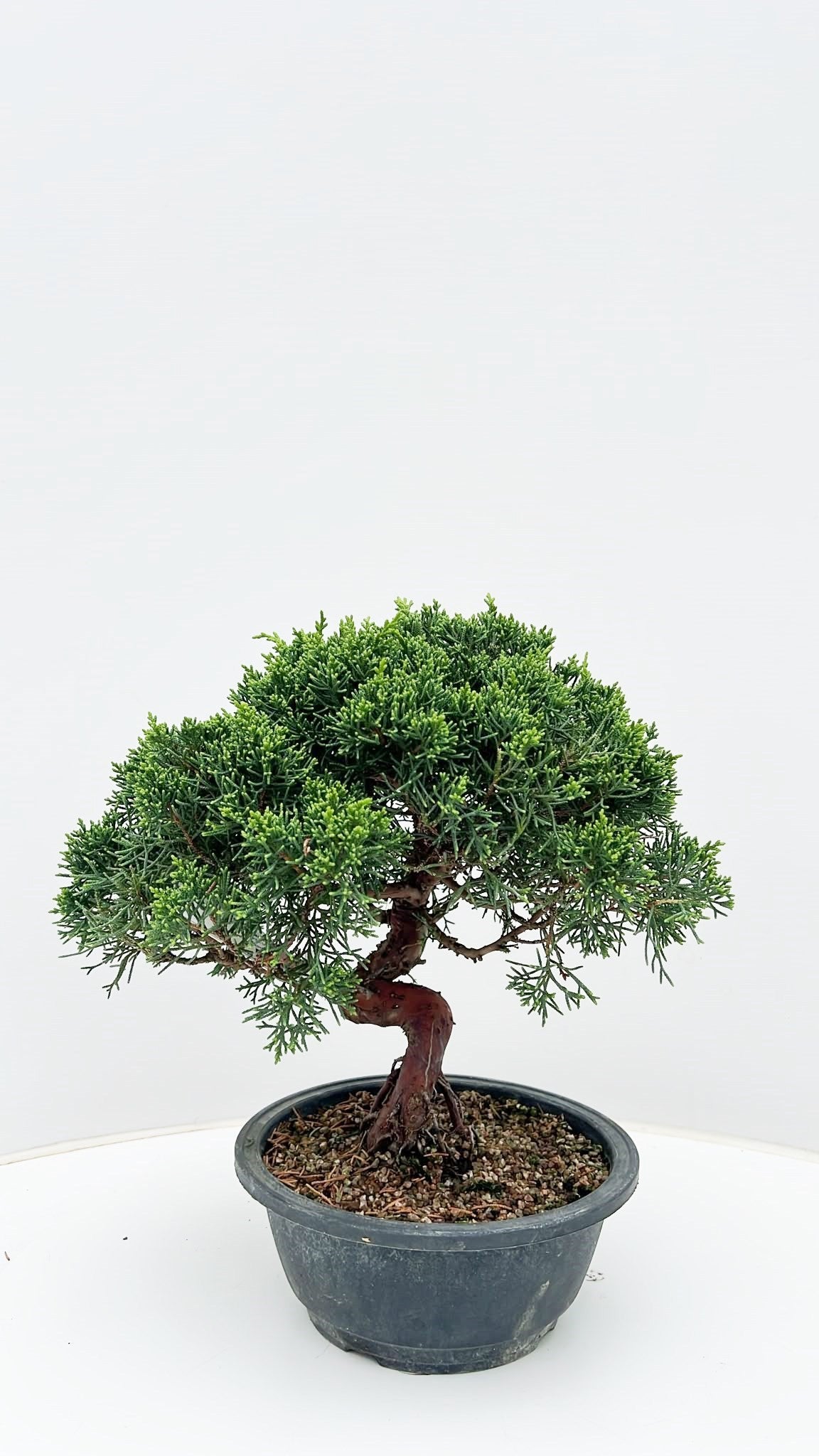 Juniperus chinensis 35cm 20cm Pot