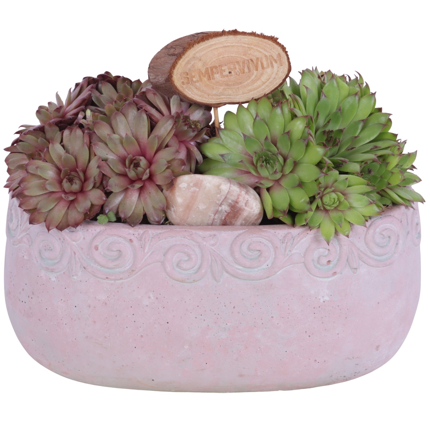 arr. Sempervivum 20cm 23cm Pot