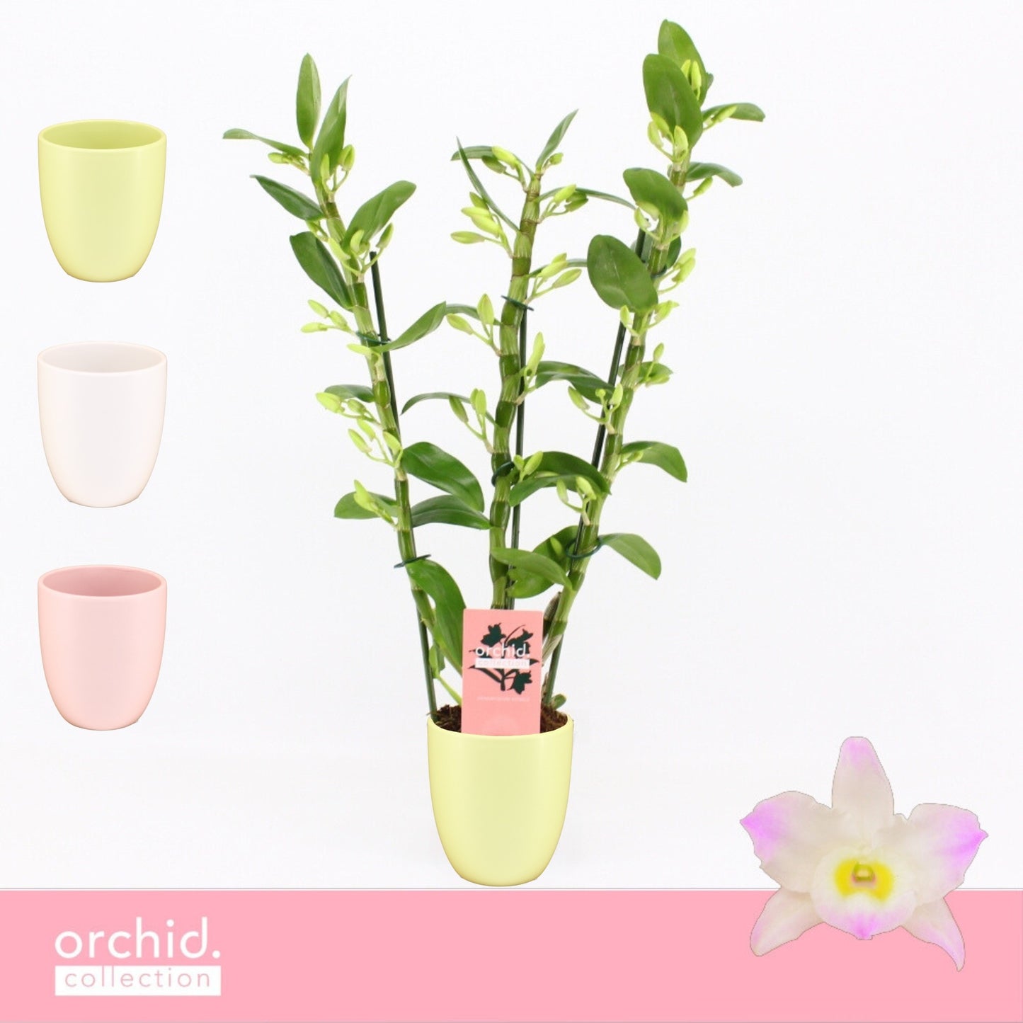 Dendrobium Kumiko 50cm 12cm Pot