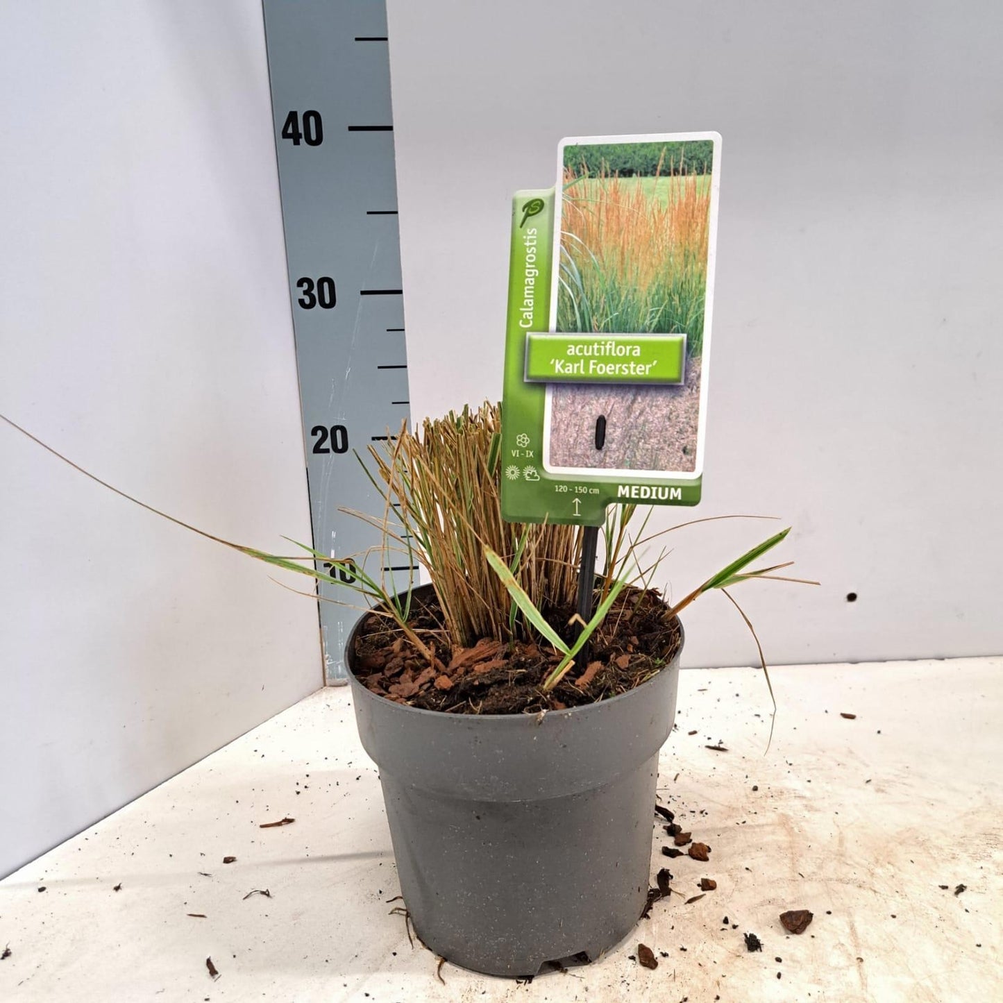Calamagrostis Karl Foerster 30cm 17cm Pot