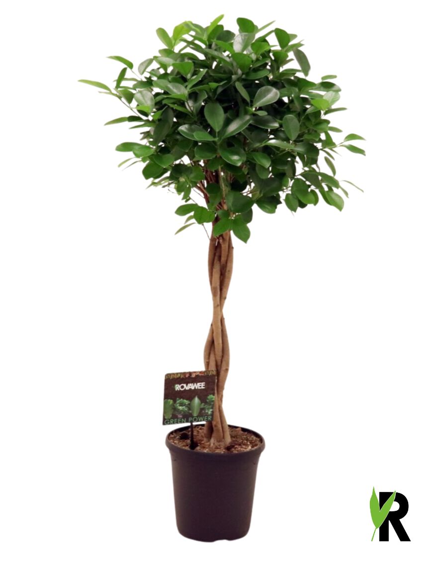 Ficus micr. Moclame 110cm 23cm Pot