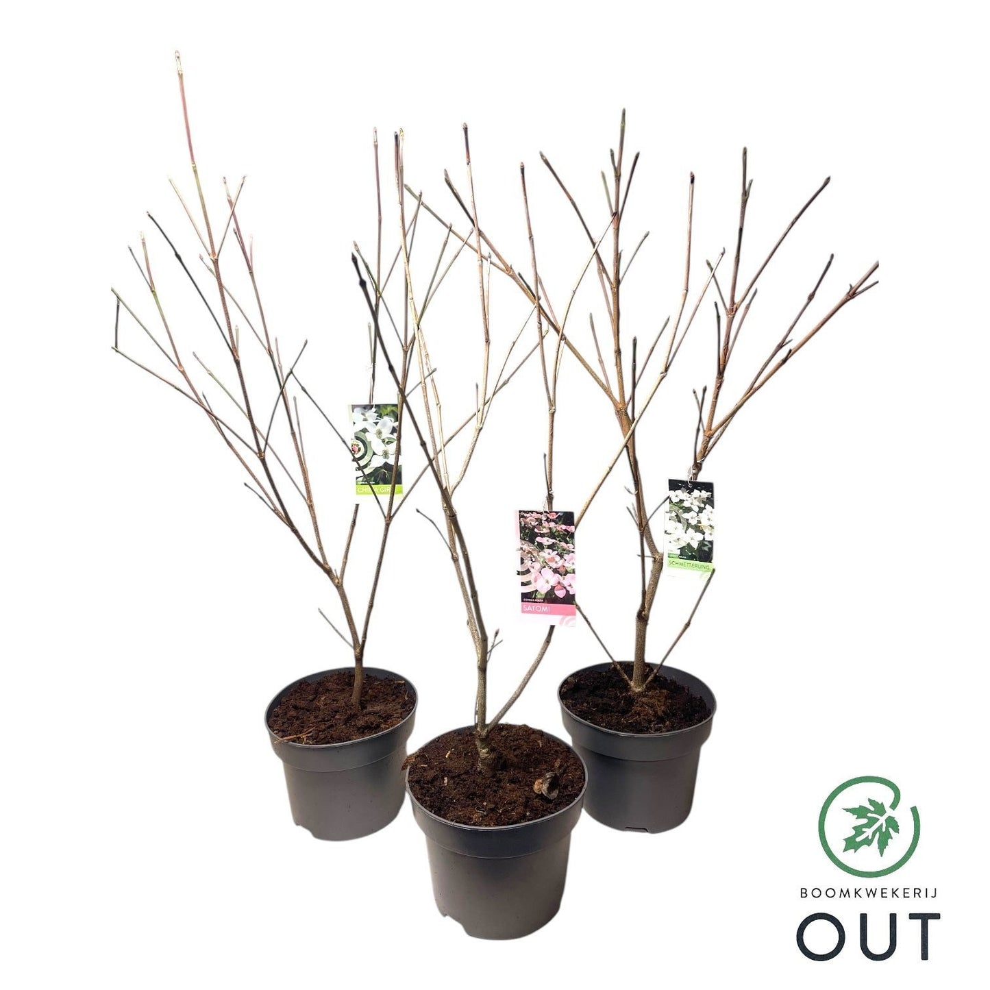 Cornus kousa Watermelon Sugar 80cm 29cm Pot