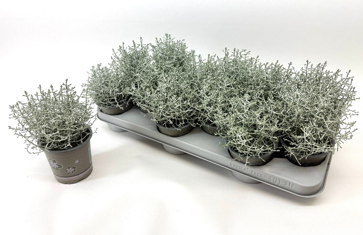 Leucophyta brownii 20cm 11cm Pot