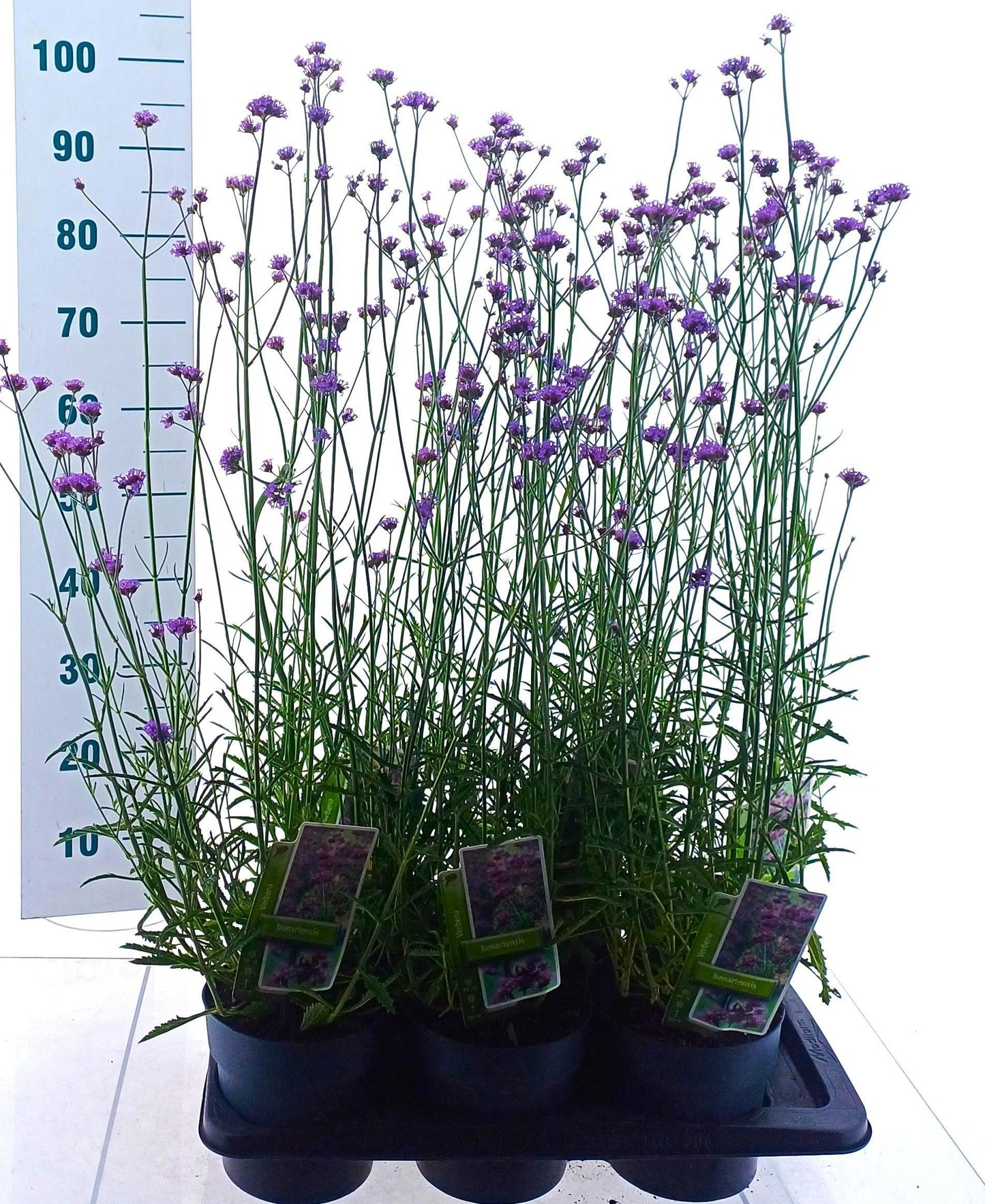 Verbena bonariensis 95cm 17cm Pot