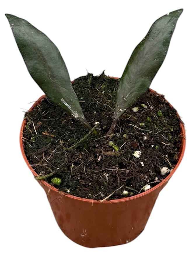 Hoya australis 10cm 8cm Pot