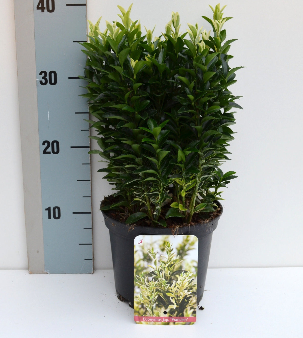 Euonymus Paloma Blanca 25cm 17cm Pot