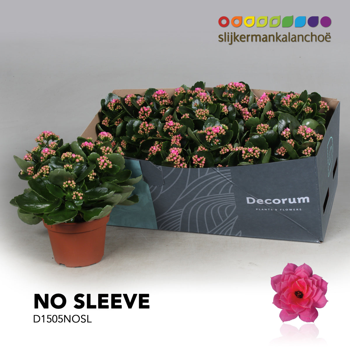 Kalanchoe Serenity Pink 26cm 15cm Pot