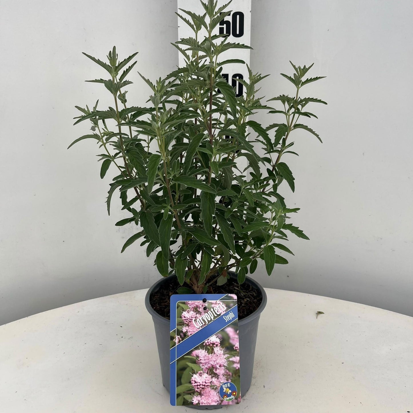 About Plants Zundert BV Caryopteris cla. Stephi Pack of 1