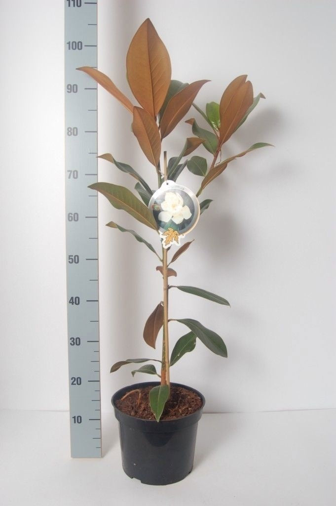 Magnolia grandiflora 80cm 23cm Pot